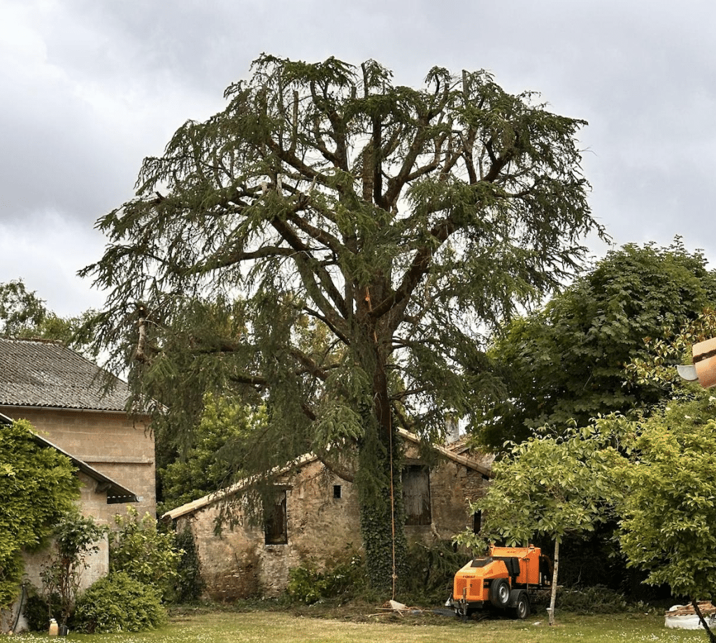 élagage d un arbre